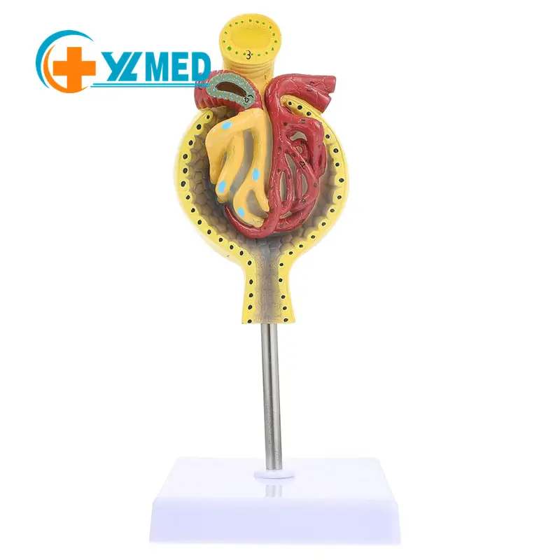 Anatomía Riñón Modelo glomerular Cuerpo humano para modelo de riñón en soporte Anatomía del riñón Modelo de glomérulo humano 3D