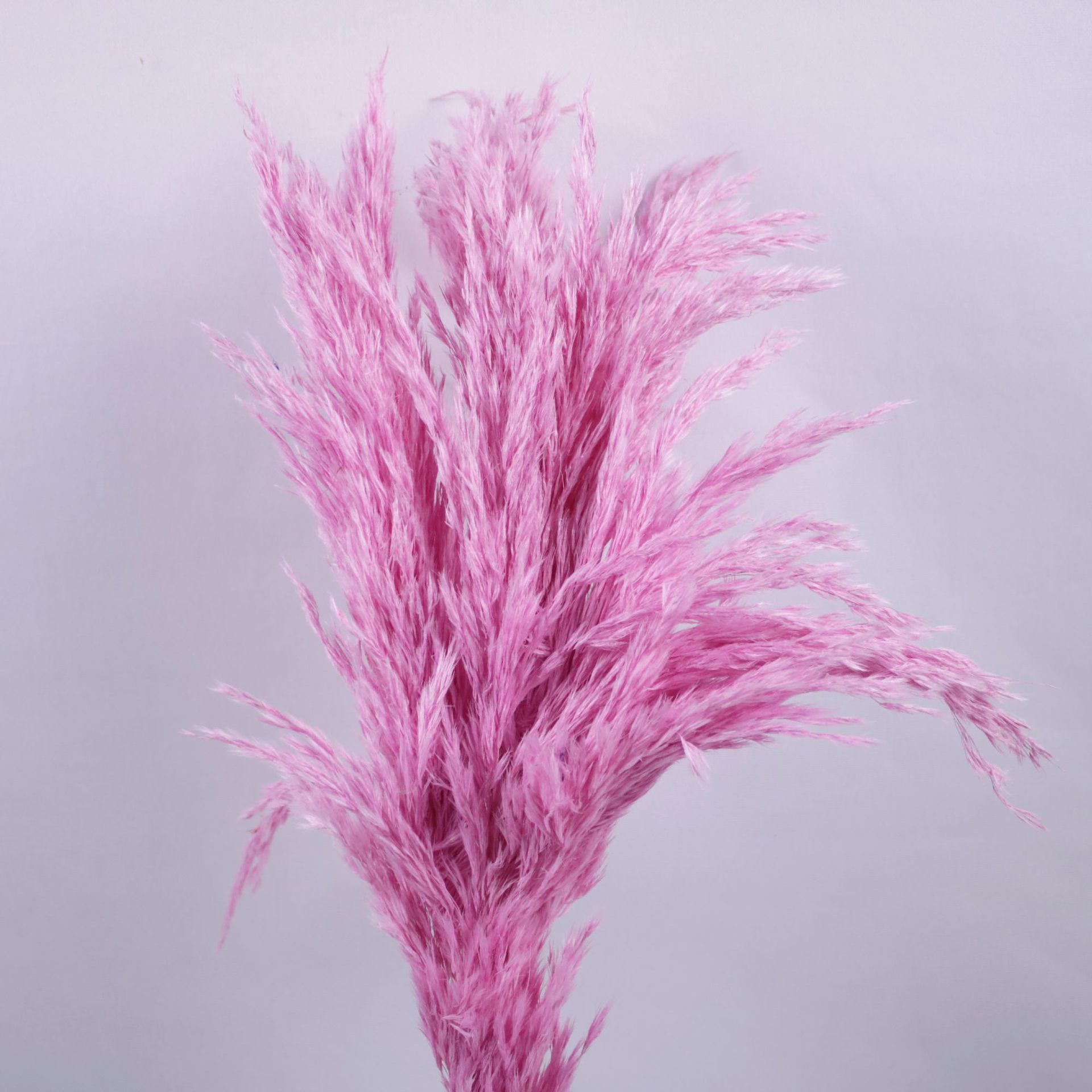 Rose pâle