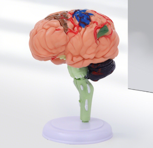 Realistico modello di anatomia del cervello 3D struttura dettagliata per l'apprendimento delle neuroscienze - Product Image 6