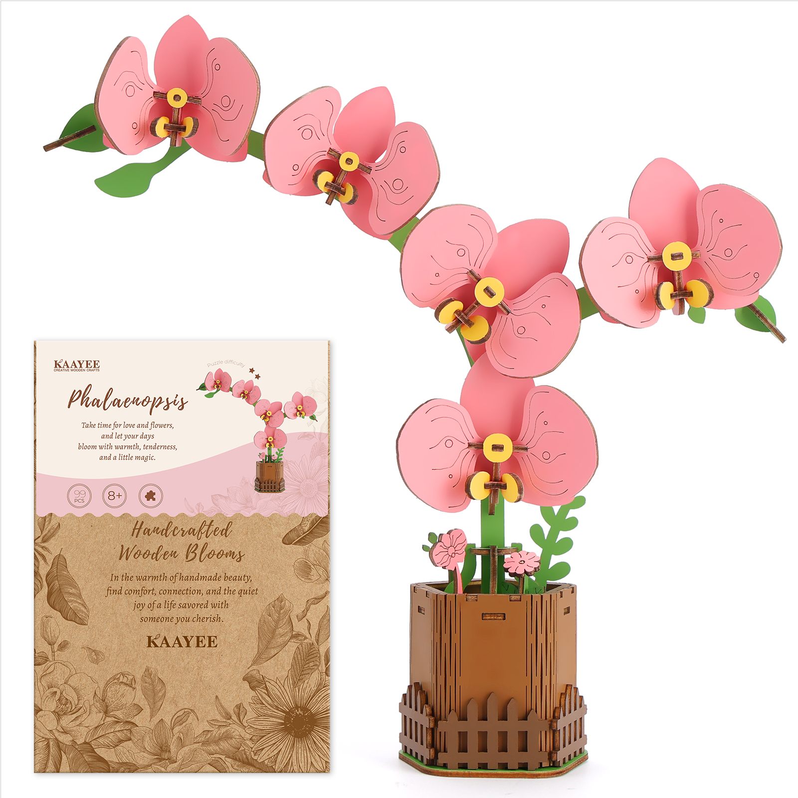 Phalaenopsis