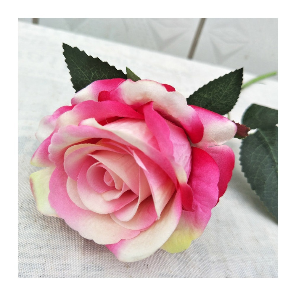 rosa singola nuova rosa calda