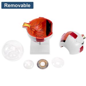 KyrenMed 6X genişlemiş insan gözü modeli göz anatomisi modeli göz küresi tabanı ile tıbbi öğretim için ayrılabilir göz anatomisi modeli - Product Image 2