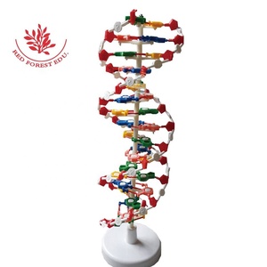 Modelo de biología Modelo de estructura de ADN Estructura de doble hélice Modelo de Educación de Ciencias Médicas - Product Image 1
