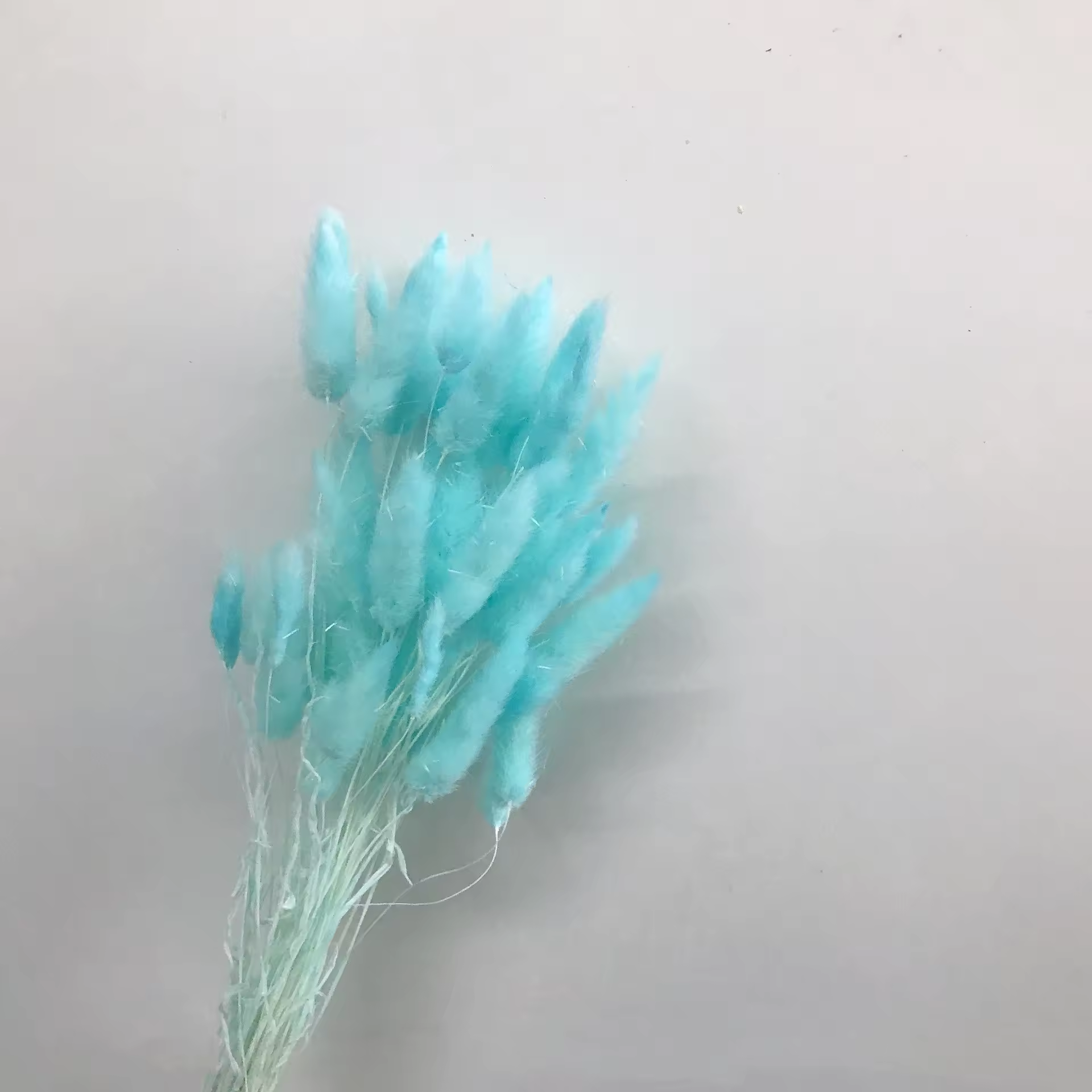 Turchese