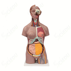 Advanced PVC Biology Dual Sex Medical Science <strong>Human</strong> Male and Female Torso Body Anatomy Model
