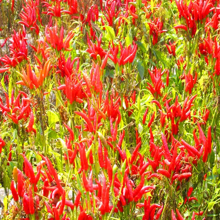 Piment rouge séché/Piment rouge entier en gousses de paprika doux séché