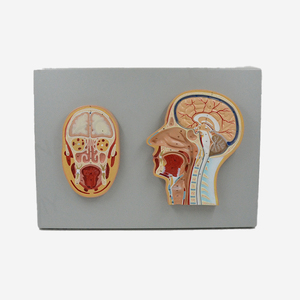 2025 nuova testa umana KRC modello di anatomia struttura del cervello umano modello del cervello per medico - Product Image 1