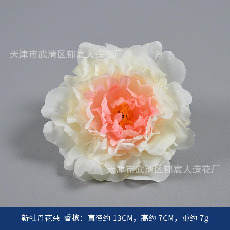 Nouvelles fleurs de pivoine champagne