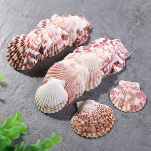 DIY貝殻に使用される生貝殻天然ホタテ貝殻 - Product Image 3