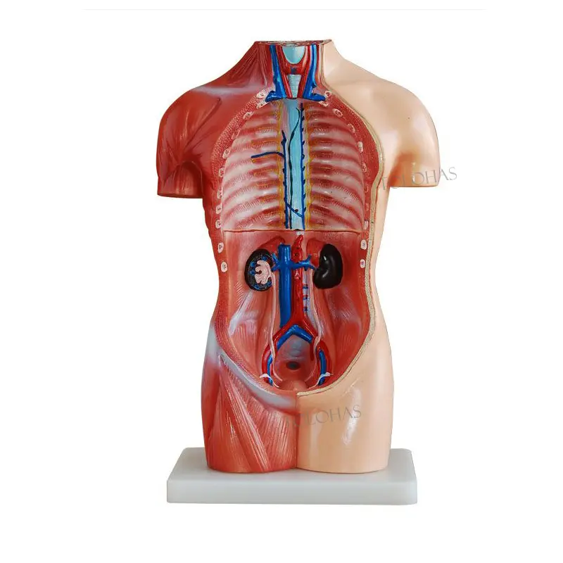 LHN04-modelos de enseñanza humana, 18 piezas, 42CM, cuerpo humano, Torso