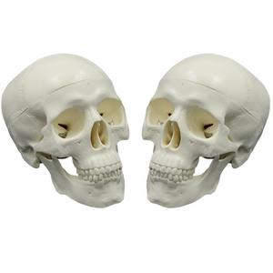 2025 New KRC Teaching Resources Life-size <strong>Human</strong> Skull Model <strong>3</strong> Part Laboratory Removable Skull Articulated Model - Product Image 4