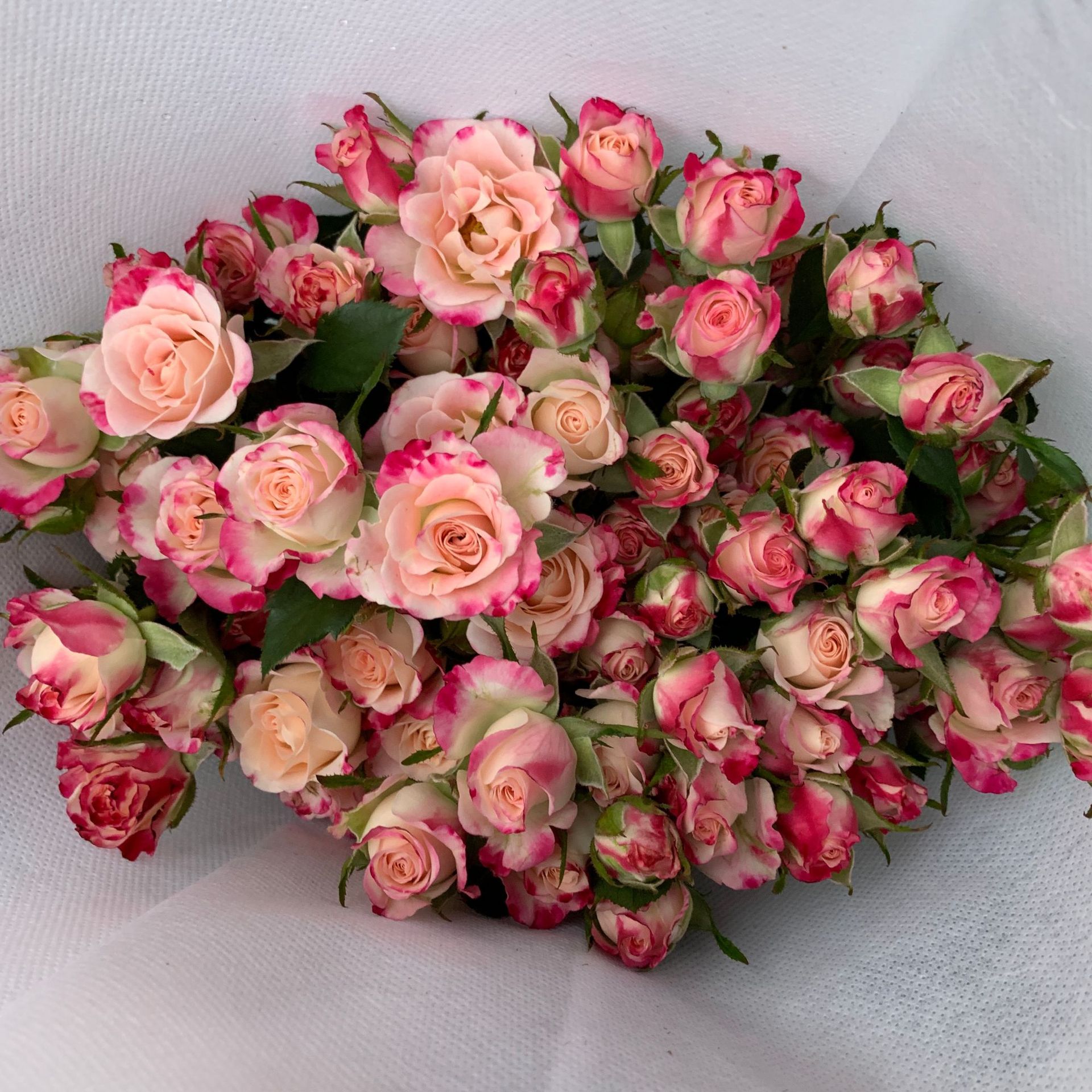 Refractive multi-headed rose-10 sticks