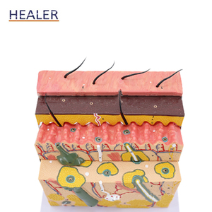 3D <strong>Human</strong> Skin Anatomical Model 70x Magnified PVC and Plastic Skin Structure Model for Medical Science and Skeleton Study - Product Image 6