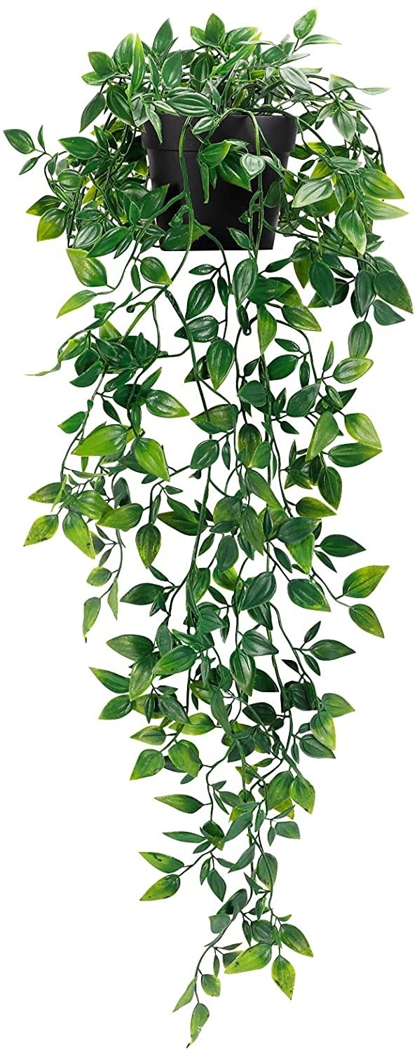datura