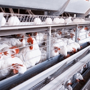 Büyük yumurta döşeme işlemleri için fabrika toptan H tipi katman pil tavuk kafesi - Product Image 4