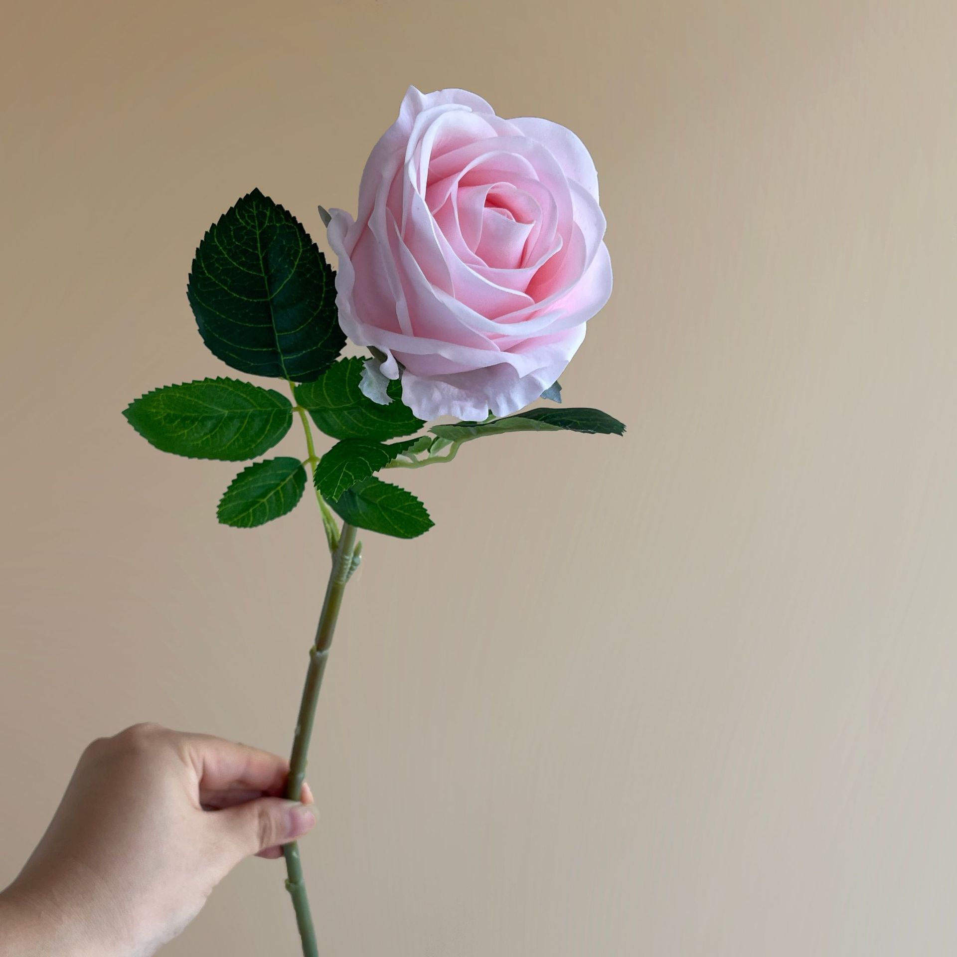 Rosa