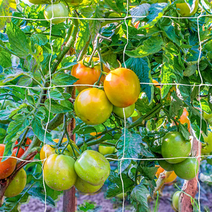 ขายส่งไร่องุ่น Orchad สนับสนุนสุทธิแตงกวาปักหลักสุทธิ/พืชเรียกร้องสุทธิ - Product Image 4