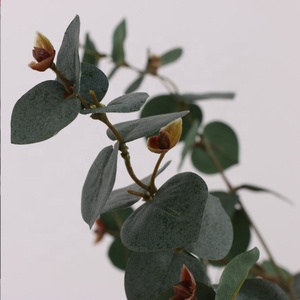 Bán buôn hình trái tim nhân tạo bạch đàn lá để bán - Product Image 5