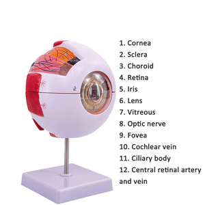 SCIEDU İnsan göz küresi modeli 6 kez büyütülmüş göz küresi modeli Otorhinolaryngology göz yapısı İnsan anatomisi Model beyin - Product Image 3