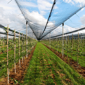 Malla Antiaves de Alta Calidad, HDPE con Protección UV, para Aves de Corral y Gallinas - Product Image 5