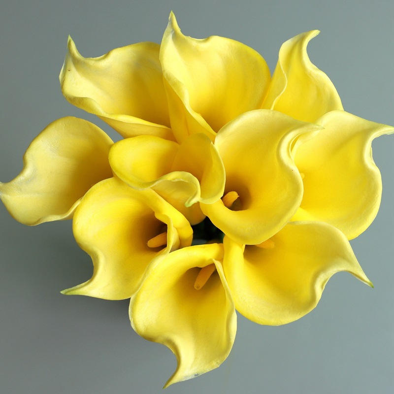 #2 Lys calla jaune - tige unique