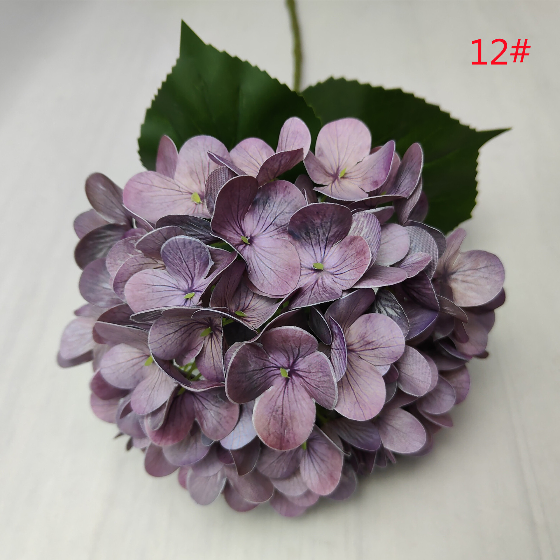 Viola