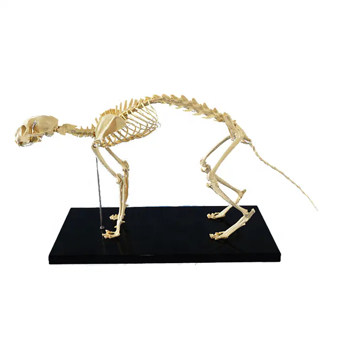 猫の骨格解剖学モデル、3D動物解剖学モデルを教える動物生物学