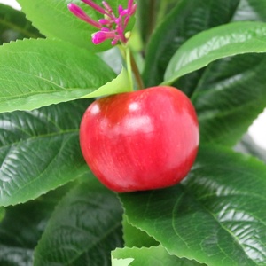 Customizable Artificial Simulation Decorative Plant the <strong>Descendants</strong> <strong>of</strong> Golden Jade Pole Are Full <strong>of</strong> Yellow Apples Fruit Tree - Product Image 6