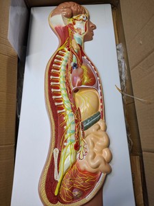 İnsan otonom sinir sistemi kabartma modeli tıbbi siniroloji öğretimi için PVC sempatik sinir anatomisi modeli - Product Image 2