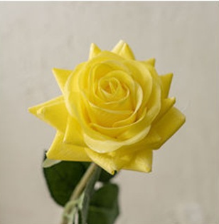 Giallo