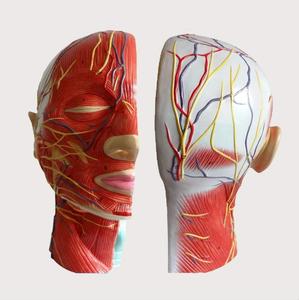 Insan kafası boyun anatomik Model anatomisi yay düzlemi yüzeysel kas sinir modeli kas-iskelet anatomisi Model beyin - Product Image 3
