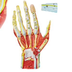 ADA-A335 yüksek kaliteli el Anaotmy modeli, W/kaslar, Ligeaments, sinirler ve arterler, yaşam boyutu 7 bölüm İnsan anatomisi - Product Image 3