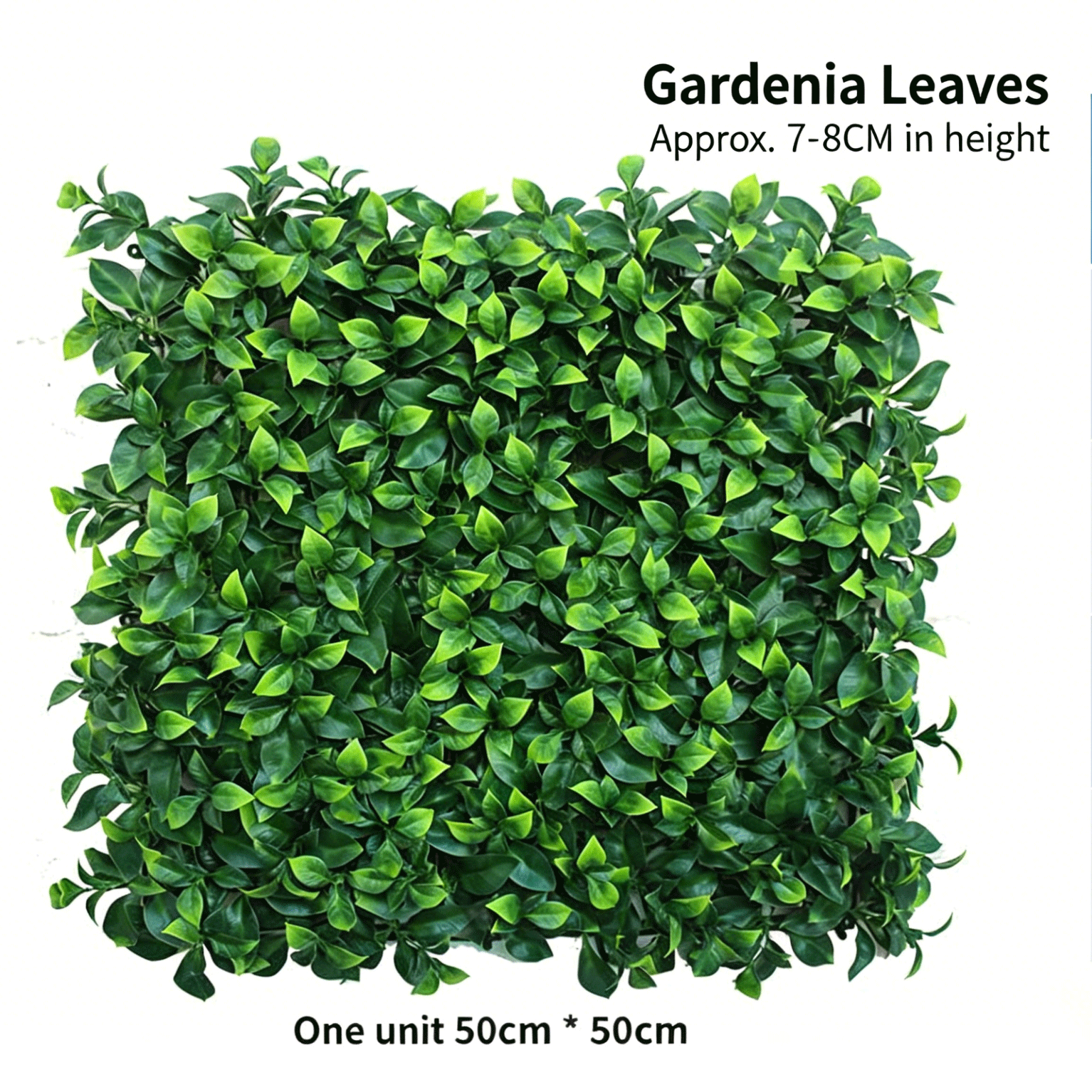 Feuilles de gardénia
