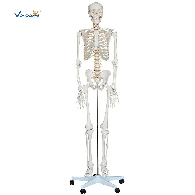 Медицинская наука человека образование наука 180 см высотой в натуральную величину Скелет Анатомия Учебная модель в натуральную величину скелет