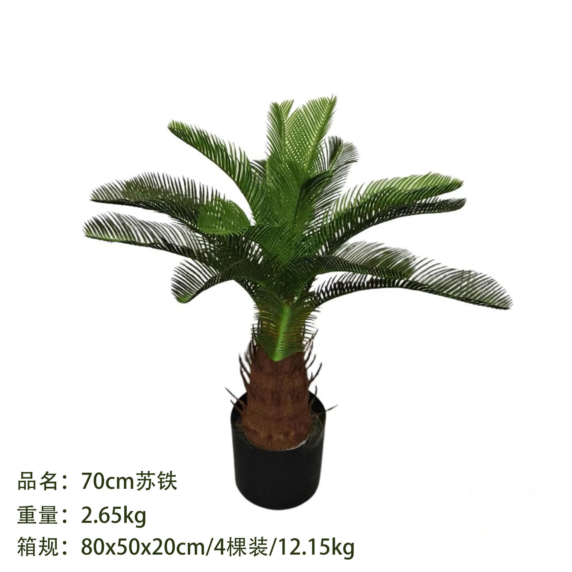 cycade 70 cm
