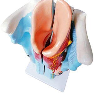 <strong>Human</strong> Anatomical PVC Simulation Magnified Larynx Model for Medical Training - Product Image 6