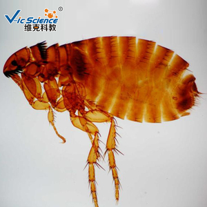 Medische Parasiet Glijbaan Schistosoom Specimen Dia Parasitologie Geprepareerde Dia 'S - Product Image 2