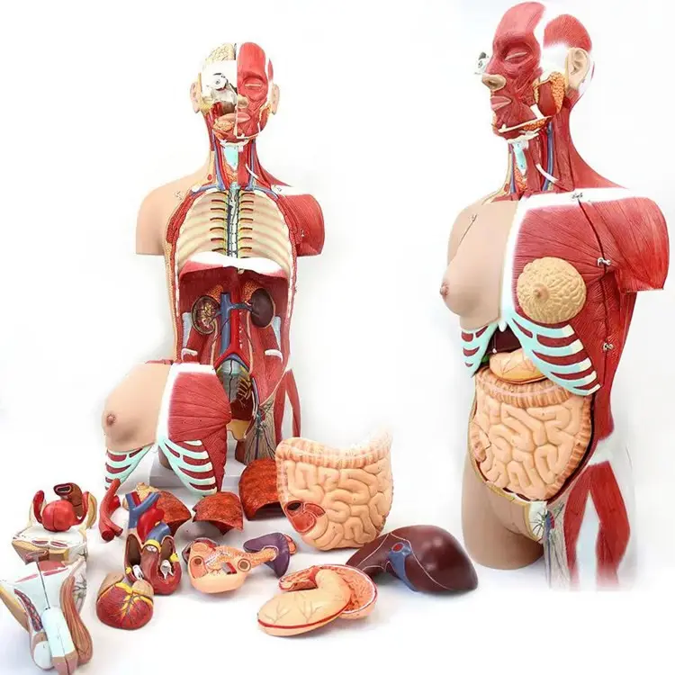 Mannequin demi-corps humain avec organes internes modèle d'anatomie biologique humaine