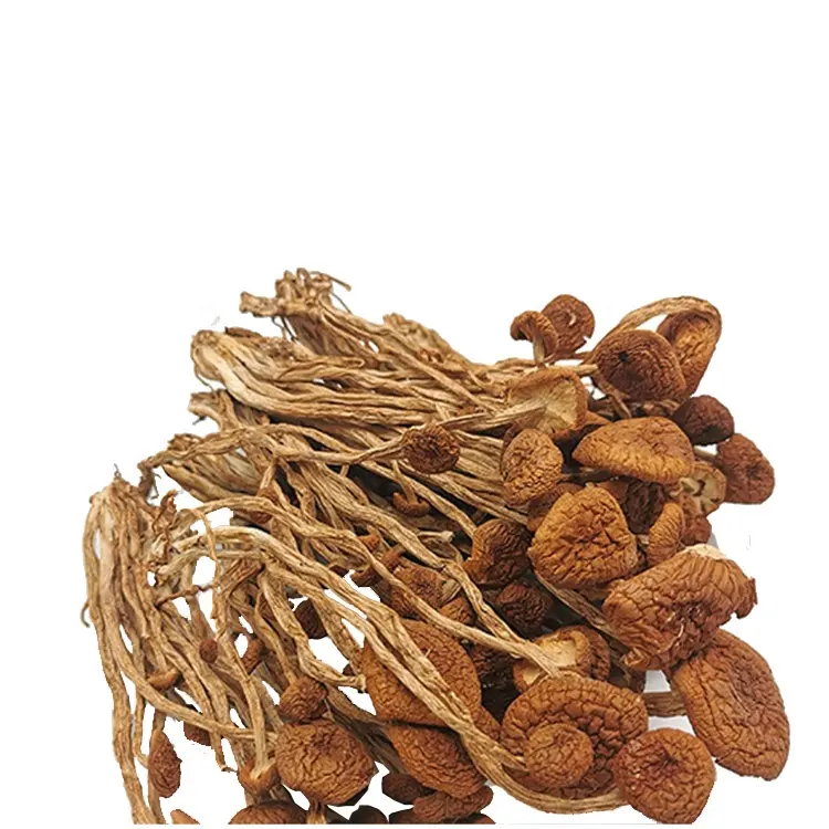 High Quality Wild Plant Rare Edible Dried Mushroom Tea Tree Mushroom