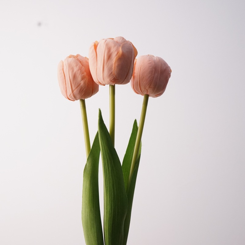 3 sticks to feel camellia tulip-orange
