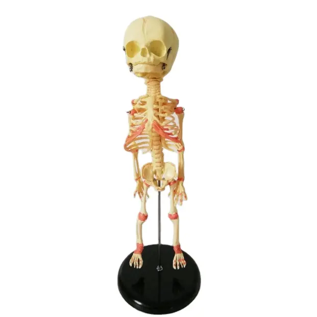 Human fetal bone model Human baby skeleton teaching aids Newborn bones fetal skull baby bones