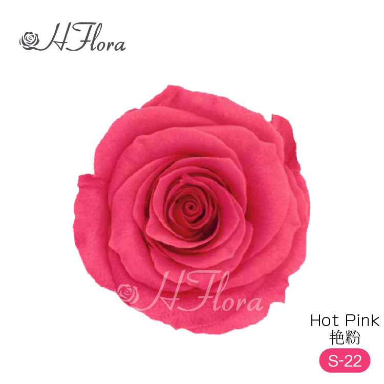 Hot Pink