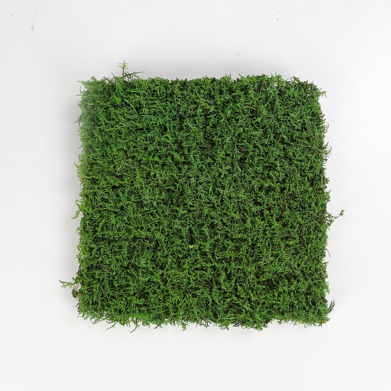 Big gray moss medium green