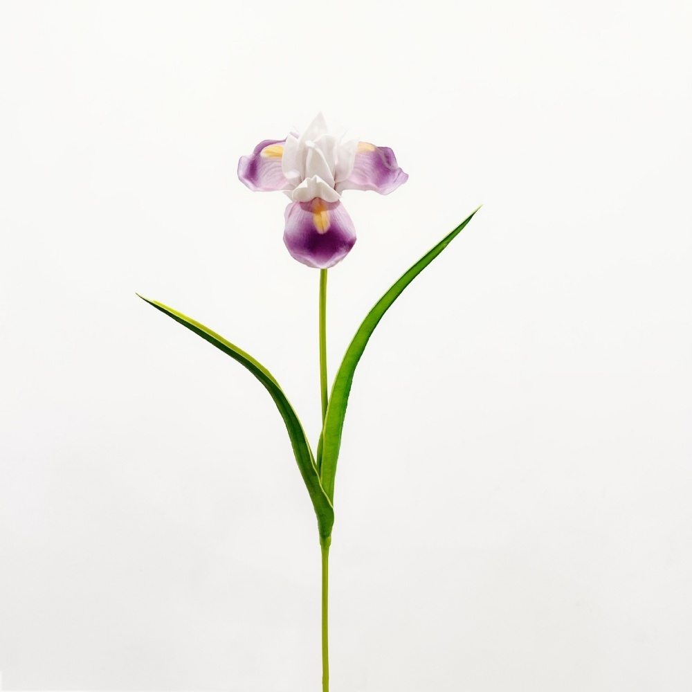 Pourpre