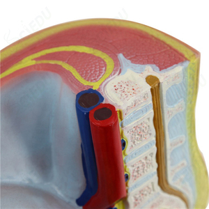 Developments Models Human Pregnant <strong>Uterus</strong> for Anatomy Model - Product Image 4
