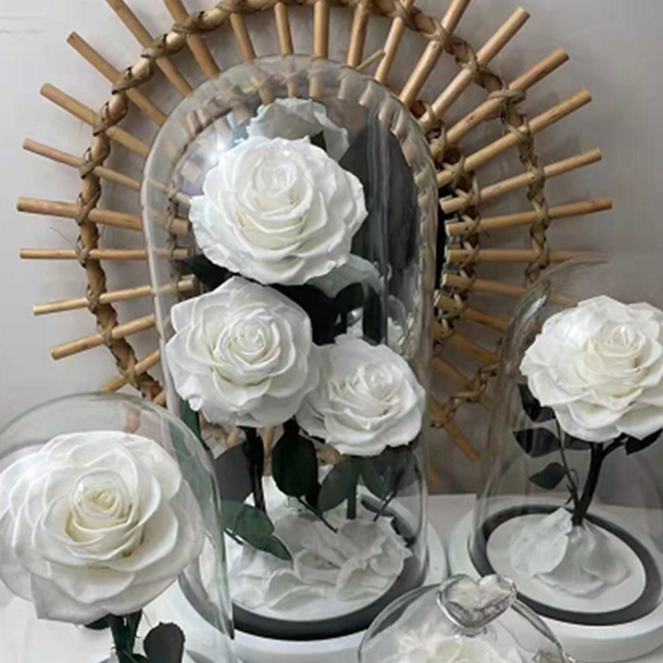 White (without Light and Gift Box)