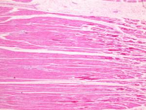 Producción de fábrica portaobjetos de microscopio portaobjetos preparados en histología serie de asignaturas enseñanza portaobjetos preparados 12 piezas conjunto - Product Image 5