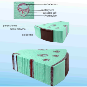 Monocot Vs Dicot Stem Modelo comparativo-Ayuda didáctica de biología para laboratorio escolar | Pantalla de estructura anatómica con soporte - Product Image 3