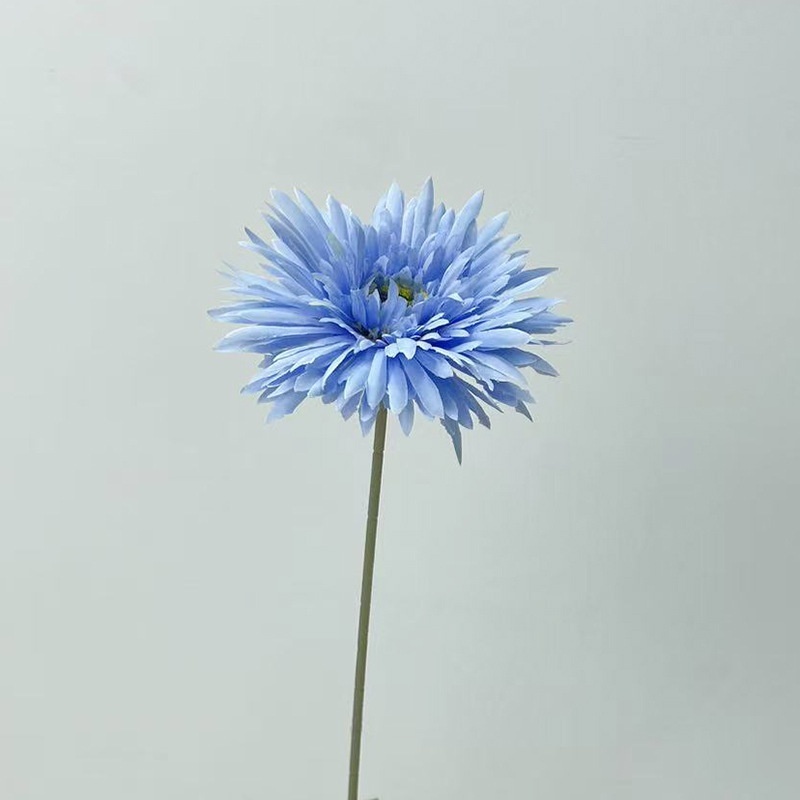 Crisantemo azul
