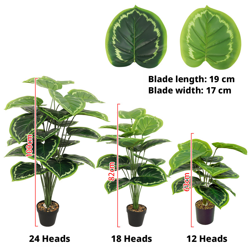 Peacock Green Pothos
